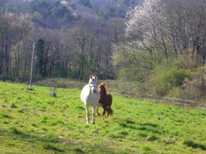 Chevaux au pâturage (2007)